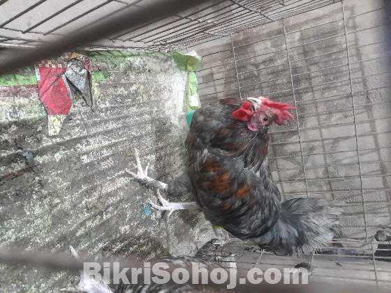 ক্রস বিট দুটি মোরগ